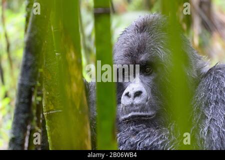 Mountain Gorilla (Gorilla beringei) silverback mâle, groupe Sabyinyo, portrait dans la forêt de bambou et la pluie, parc national des volcans, Rwanda. Banque D'Images