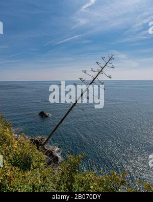 Village de Manarola populaire destination touristique européenne italienne dans le parc national de Cinque Terre Patrimoine mondial de l'UNESCO, Ligurie, Italie, Riviera italienne Banque D'Images