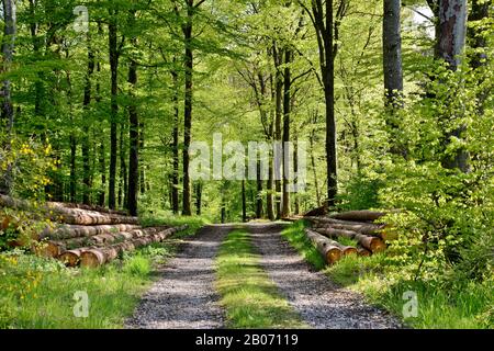 chemin dans la forêt avec arbres abattus Banque D'Images