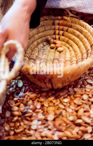 Des femmes marocaines travaillant avec des graines d'argan pour extraire l'huile d'argan. Essaouira, Maroc. Banque D'Images