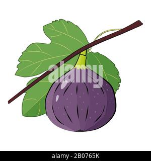 Fig branche avec feuilles été fruits tropicaux illustration vectorielle Illustration de Vecteur