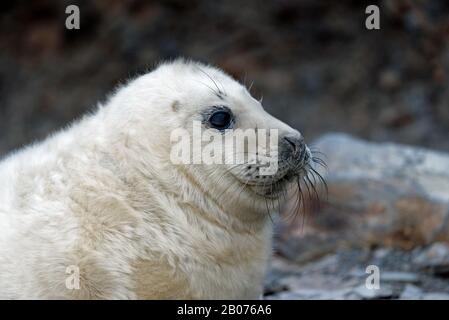 Gros plan portrait d'une pupe de phoque gris (Halichoerus grypus) Banque D'Images