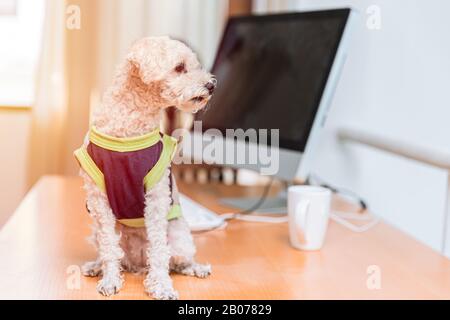 joli port vêtements chien caniche assis au bureau de l'ordinateur Banque D'Images