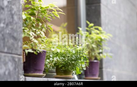 Plantes extérieures sur le seuil de fenêtre du café moderne Banque D'Images