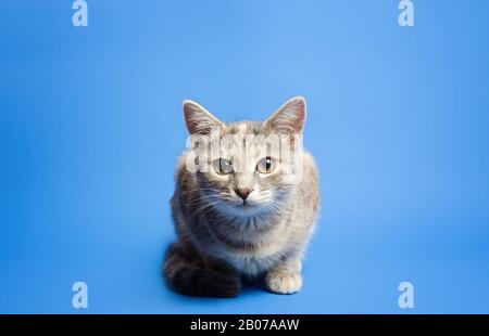 Le chat tabby mignon regarde curieusement l'appareil photo sur un fond bleu. Beau chaton drôle. Briser le quatrième mur. Curiosité et attention, Banque D'Images