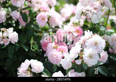 Fleurs Roses Pâle De Chien-Rose Sur Bush. Fleurs De Printemps Fraîches. Concept De Jardinage Botanique. Banque D'Images