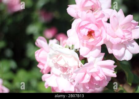 Roses Arbuste Rose Pâle À Bloom. Fleurs de roses fleurir dans le jardin. Banque D'Images