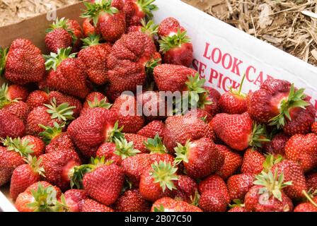 Boîte en carton pleine de fraises biologiques fraîches cueillies à une Ferme You Pick dans le Maryland États-Unis. Banque D'Images