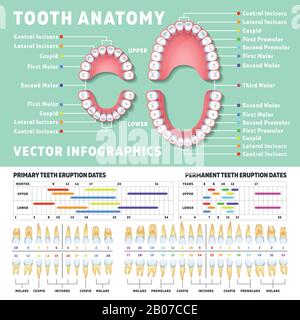 Orthodontiste anatomie dentaire humaine vecteur infographies avec diagrammes de dents. Illustration du schéma dentaire médical Illustration de Vecteur
