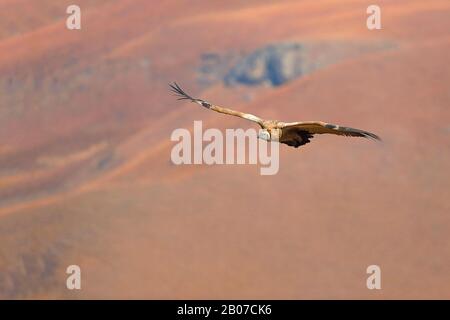 Cape vautour (Gyps coprotheres), en vol, Afrique du Sud, réserve de jeux du château de Giants Banque D'Images