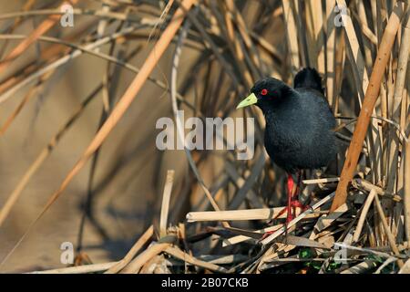 Craque noire africaine (Porzana flavirostra), à la recherche de nourriture en banque, Afrique du Sud, Marievale Bird Sanctuary Banque D'Images