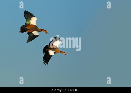 Oie égyptienne (Alopochen aegyptiacus), paire de volants, Afrique du Sud, Lowveld, Parc national Krueger Banque D'Images