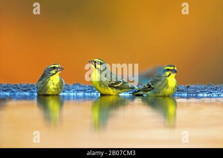 canaris à façade jaune (Serinus mozambicus), groupe au trou d'eau, Afrique du Sud, KwaZulu-Natal, réserve de jeux de Zimanga Banque D'Images