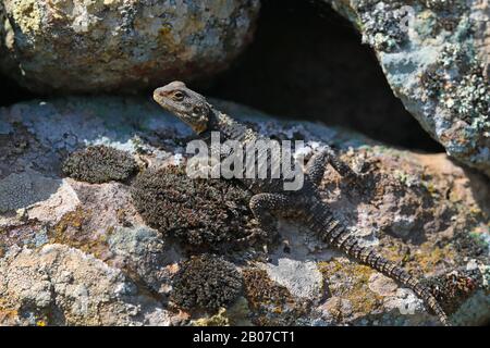 Roughtail rock agama, Hardun (Stellagama stellio, Agama stellio, Stellio stellio, Laudakia stellio), assis sur un rocher, Grèce, Lesbos Banque D'Images