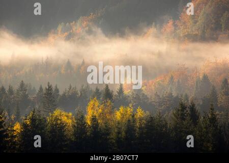 Épinette de Norvège (Picea abies), brume dans la forêt d'épinette à l'automne, Slovénie, Parc national du Triglav Banque D'Images