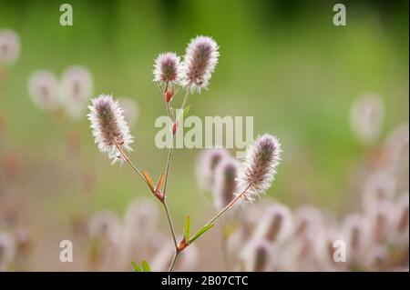 Trèfle pied-lapin, lièvre, trèfle de pierre le trèfle (Trifolium arvense), blooming, Allemagne Banque D'Images