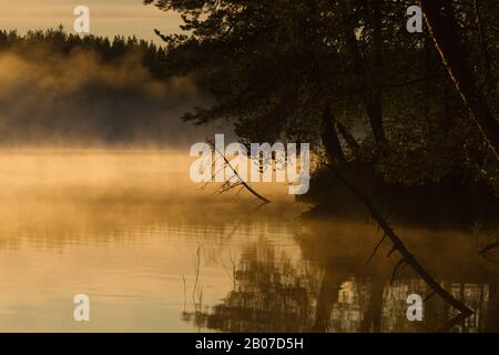 Brouillard sur un lac dans la taïga, Finlande Banque D'Images