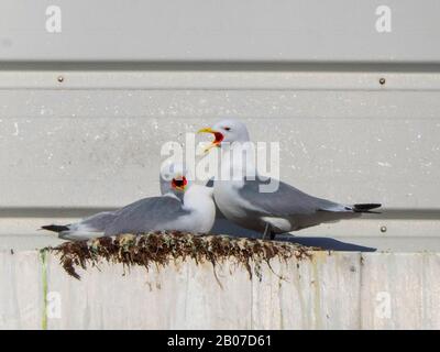 Kittiwake à pattes noires (Rissa tridactyla, Larus tridactyla), Kittiwakes on Nest, Norvège, Troms, Tromsoe Banque D'Images