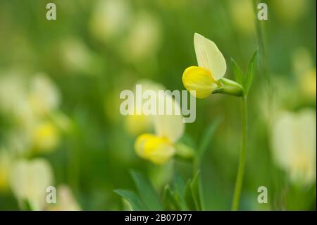 Dents du Dragon (Tetragonolobus maritimus, Lotus maritimus, Lotus siliquosus), floraison, Allemagne Banque D'Images