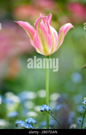 Viridiflora-Tulip (Tulipa viridiflora), floraison Banque D'Images