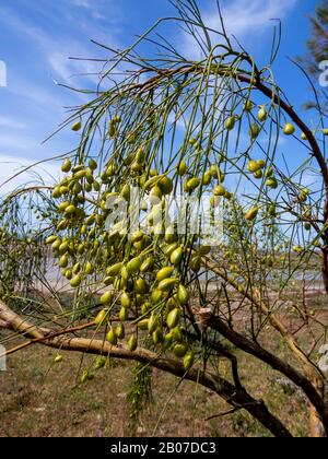 Chambre blanche, salle de mariage (Retama monosperma, Genista monosperma), branche fruitie, Espagne, Cadix Banque D'Images