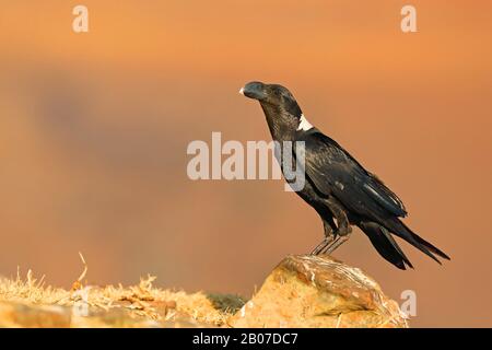 Corbeau à col blanc africain, corbeau à refus blanc (Corvus albicollis), debout sur un rocher, Afrique du Sud, Réserve de jeux du château de Giants Banque D'Images