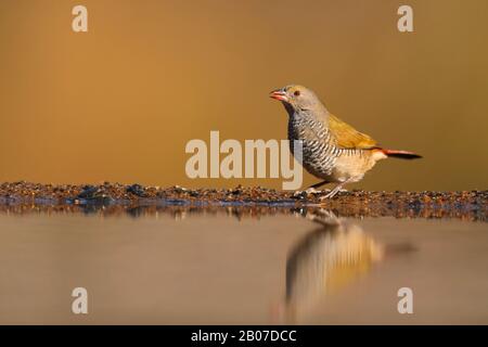 Pytilia à ailes vertes (Pytilia melba), femelle au trou d'eau, Afrique du Sud, Kwazulu-Natal, Réserve de jeux de Zimanga Banque D'Images