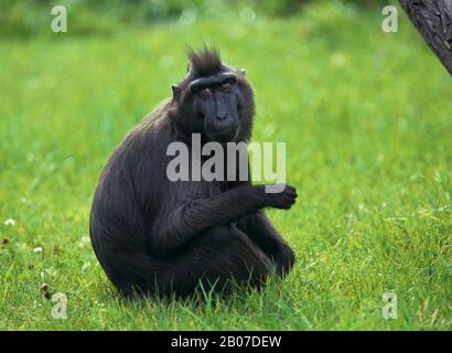 Gibbon dépoli, Gibbon dépoli noir (Hylobates concolor), se trouve dans un pré Banque D'Images