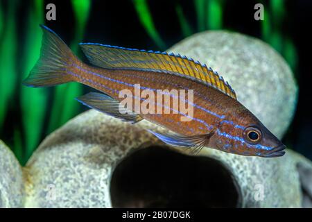 Cichlides à nageoires noires (Cypichromis brieni, Paracyprichromis nigripinnis), dans l'aquarium Banque D'Images