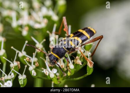 Le dendroctone du Wasp (Clytus arietis), se trouve sur une inflorescence, en Allemagne Banque D'Images