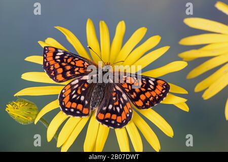 Fritillaire rare (Euphydryas maturna, Hypodryas maturna, Euphydryas), adulte sur une fleur, Allemagne Banque D'Images
