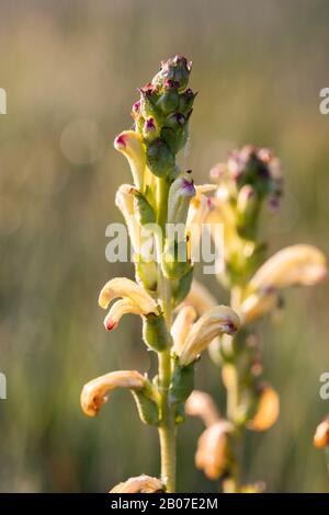 Moor-King, Moorking, Moor-King Lousewort, le roi Charles sceptre (Pedicularis sceptre-carolinum), en pleine floraison, Allemagne, Bavière Banque D'Images