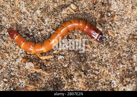 Cliquez sur les coléoptères (Elateridae), larva, Allemagne Banque D'Images