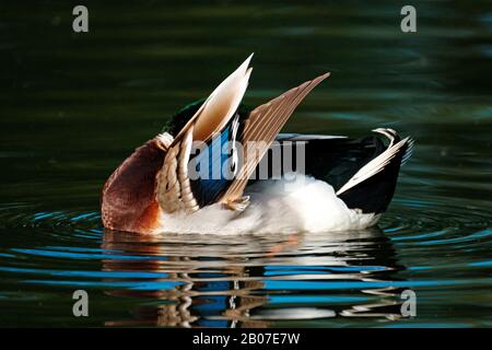 Mallard (Anas platyrhynchos), drake s'occupe de son plumage, en Allemagne Banque D'Images