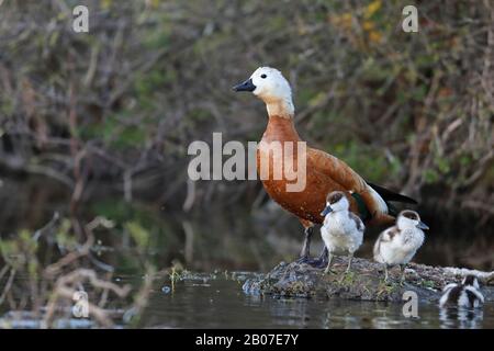 Ruddy shelduck (Tadorna ferruginea, Casarca ferruginea), femelle aux poussins du côté de l'eau, Grèce, Lesbos Banque D'Images