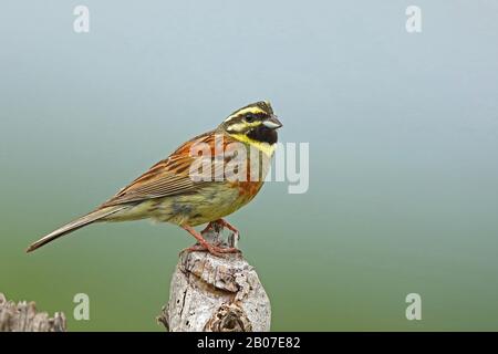 CIIL Banting (Emberiza cirlus), homme se trouve sur le poteau de clôture, Monténégro, Ulcinj Banque D'Images