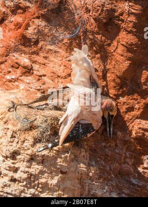 Manne du Nord (Sula bassana, Morus bassanus), mort du Nord du Gannet suspendu à Birdcliff, Allemagne, Schleswig-Holstein, Heligoland Banque D'Images