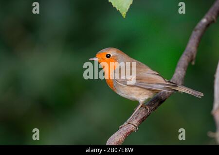 Vols européens (Erithacus rubecula), sur une branche, Allemagne, Rhénanie-du-Nord-Westphalie, Muensterland, NSG Dingdener Heide Banque D'Images