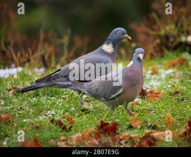 Pigeon de bois (Columba palumbus), deux pigeons de bois forgés sur le terrain, Allemagne, Bade-Wuerttemberg Banque D'Images