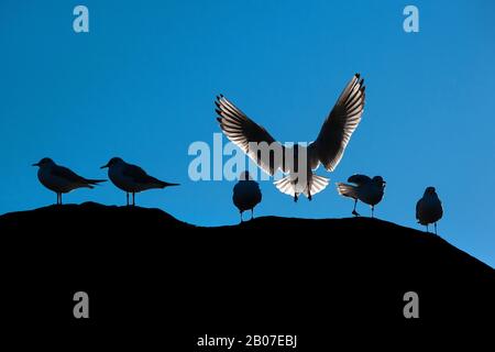 Crâne à tête noire (Larus ridibundus, Choicocephalus ridibundus), groupe en contre-jour, Allemagne Banque D'Images