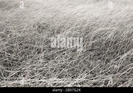 Herbe sèche qui oscille dans le vent. Désaturation. Pas noir et blanc. Banque D'Images