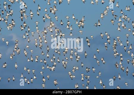 Sanderling, Calidris alba, troupeau en vol, Morecambe Bay, Royaume-Uni Banque D'Images