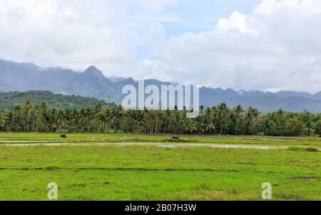 Vue sur Les Coconut Trees et les montagnes de Baybay City, Leyte, Philippines Banque D'Images