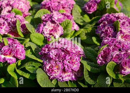 Primula Belaruina, Lilac Animé Banque D'Images