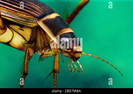 Grande plongée Beetle, dytiscus marginalis, Adulte debout dans l'eau, gros plan de tête, Normandie Banque D'Images