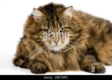 Chat domestique angora, Homme portant contre fond blanc Banque D'Images