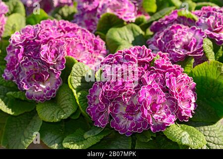 Primula Belaruina, Lilac Animé Banque D'Images