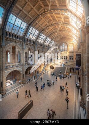 Londres, Royaume-Uni. Vers Décembre 2019. Squelette de baleine bleue dans la salle principale du Musée d'Histoire naturelle de Londres. Banque D'Images