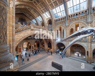 Londres, Royaume-Uni. Vers Décembre 2019. Squelette de baleine bleue dans la salle principale du Musée d'Histoire naturelle de Londres. Banque D'Images