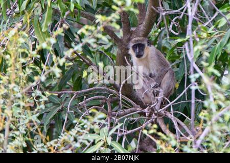 Singe vert (Chlorocebus sabaeus) adulte dans un arbre, Gambie. Banque D'Images